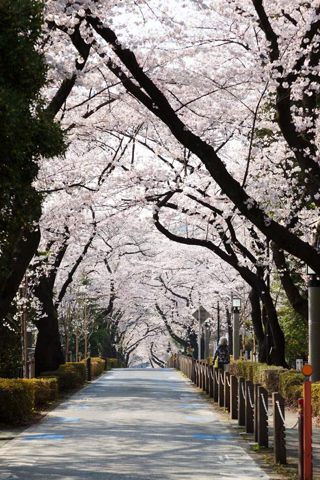 東京 港区のお花見スポット 都心ならではの桜と街のコントラストを楽しもう 港区観光協会 Visit Minato City 東京都港区の観光情報公式サイト