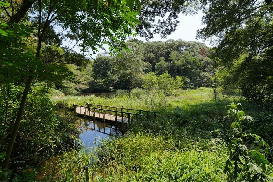 A Refreshing Stroll In The Forest ー In The Middle Of Tokyo The Institute For Nature Study At Shirokanedai Visit Minato City Tokyo Minato City Travel Tourism Association