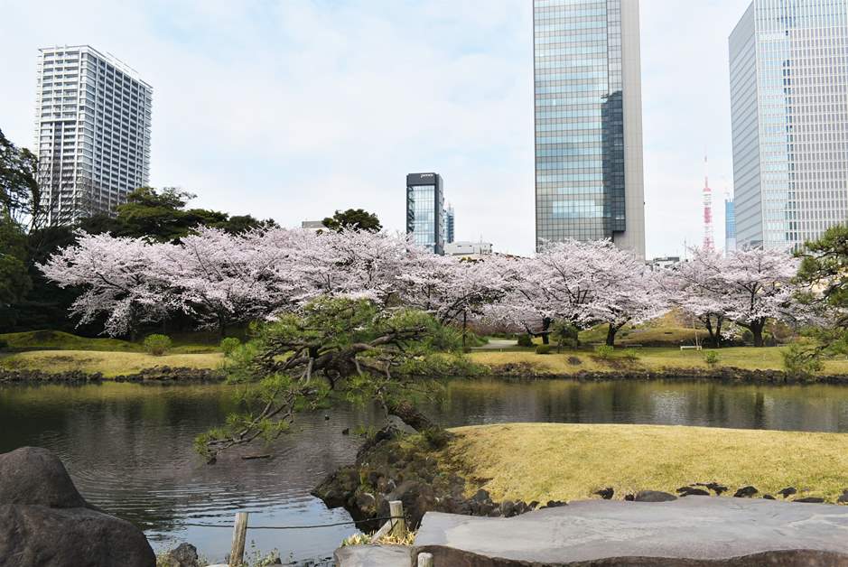 東京・港区の桜の名所をチェック！ 都心でおしゃれにお花見する方法
